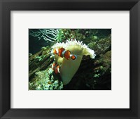 Clown Fish Framed Print