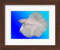 White Betta Fish Fine Art Print