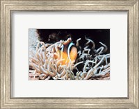 Clown fish in coral reef Fine Art Print