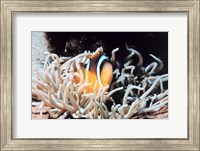 Clown fish in coral reef Fine Art Print