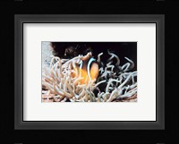 Clown fish in coral reef Fine Art Print