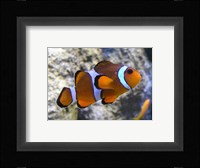 Clown Fish Fine Art Print