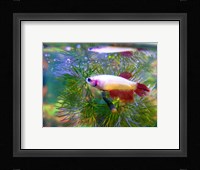 Crowntail Betta Fine Art Print