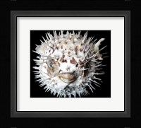 Poisson - Lune Fine Art Print