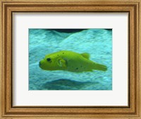 Puffer Fish Fine Art Print