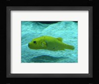 Puffer Fish Fine Art Print
