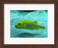 Puffer Fish Fine Art Print