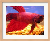 Red Betta Fish Fine Art Print