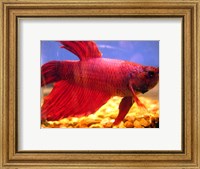 Red Betta Fish Fine Art Print