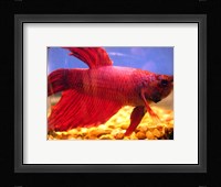 Red Betta Fish Fine Art Print