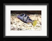 Sharpnose Puffer Fine Art Print