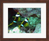 The islands clown fish Fine Art Print