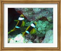 The islands clown fish Fine Art Print