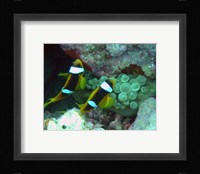 The islands clown fish Fine Art Print