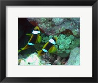 The islands clown fish Framed Print