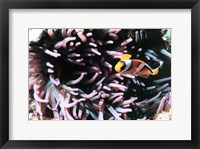 Two banded clown fish Fine Art Print
