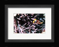 Two banded clown fish Fine Art Print
