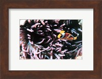 Two banded clown fish Fine Art Print