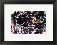 Two banded clown fish Framed Print