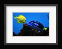Yellow Tang and Blue Tang Fine Art Print