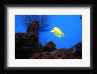 YellowTang fish Fine Art Print