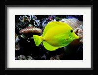 YellowTang Fine Art Print