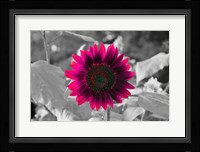 Burst Fine Art Print