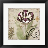 Tulipa II Fine Art Print