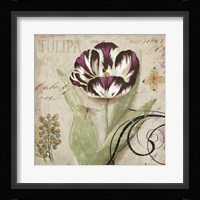 Tulipa II Framed Print