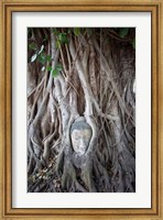Buddha Head in the Roots of a Tree Fine Art Print