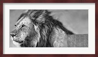 Lion Eyes Fine Art Print