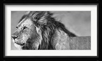 Lion Eyes Fine Art Print