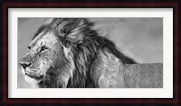Lion Eyes Fine Art Print