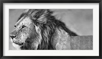 Lion Eyes Fine Art Print