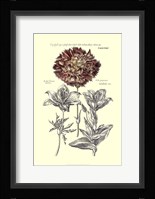 Tinted Floral IV Fine Art Print