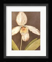 Orchid & Earth III Framed Print