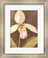 Orchid & Earth III Fine Art Print