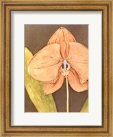 Orchid & Earth IV Fine Art Print