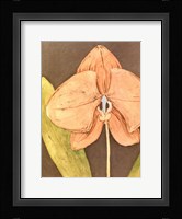 Orchid & Earth IV Framed Print