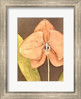 Orchid & Earth IV Fine Art Print