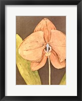 Orchid & Earth IV Framed Print