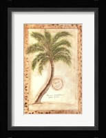 Phoenix Date Palm Fine Art Print