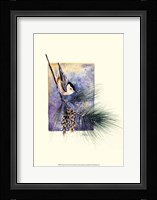 Nuthatch and Pine Framed Print