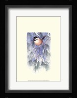 Chickadee in White Pine Framed Print