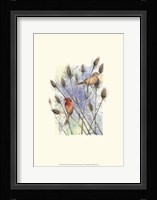 House Finches Framed Print