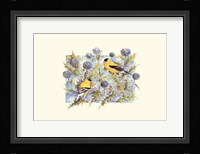 Goldfinches Framed Print