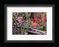 Thrush Fine Art Print