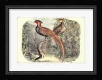 Pheasant Varieties II Fine Art Print