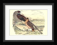 Pheasant Varieties IV Fine Art Print