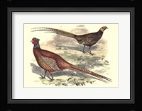 Pheasant Varieties V Fine Art Print